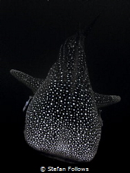 Fly by and Why? Why do Whale Sharks have such an amazing ... by Stefan Follows 